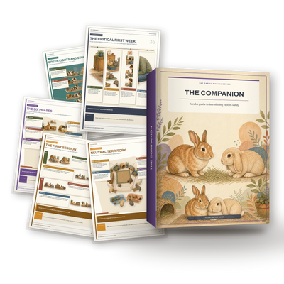 The Companion, A Calm Rabbit Bonding Guide