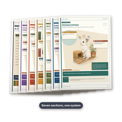 Rabbit Language, Rabbit Body Language and Trust Guide