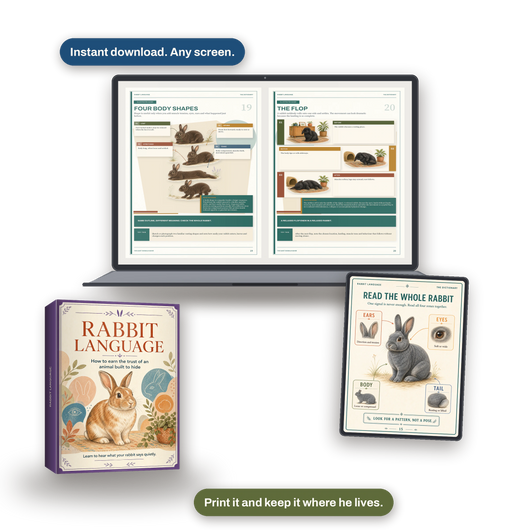Rabbit Language, Rabbit Body Language and Trust Guide